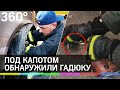 Под капотом обнаружили гадюку. Как в Москве оказалась ядовитая змея?