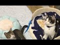 ChillMonday猫団😺ライブ配信!