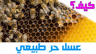 كيف تنتج النحلة العسل داخل الخلية | مملكة النحل