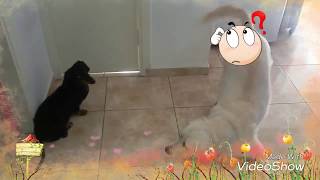 Golden retriever кто первый в туалет очередь в туалете Golden retriever кто первый в туалет очередь в туалете