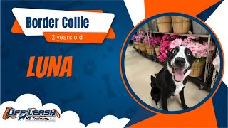 Dog Trainers Fort Wayne | 2 year old Border Collie | Off Leash K9 Training Fort Wayne