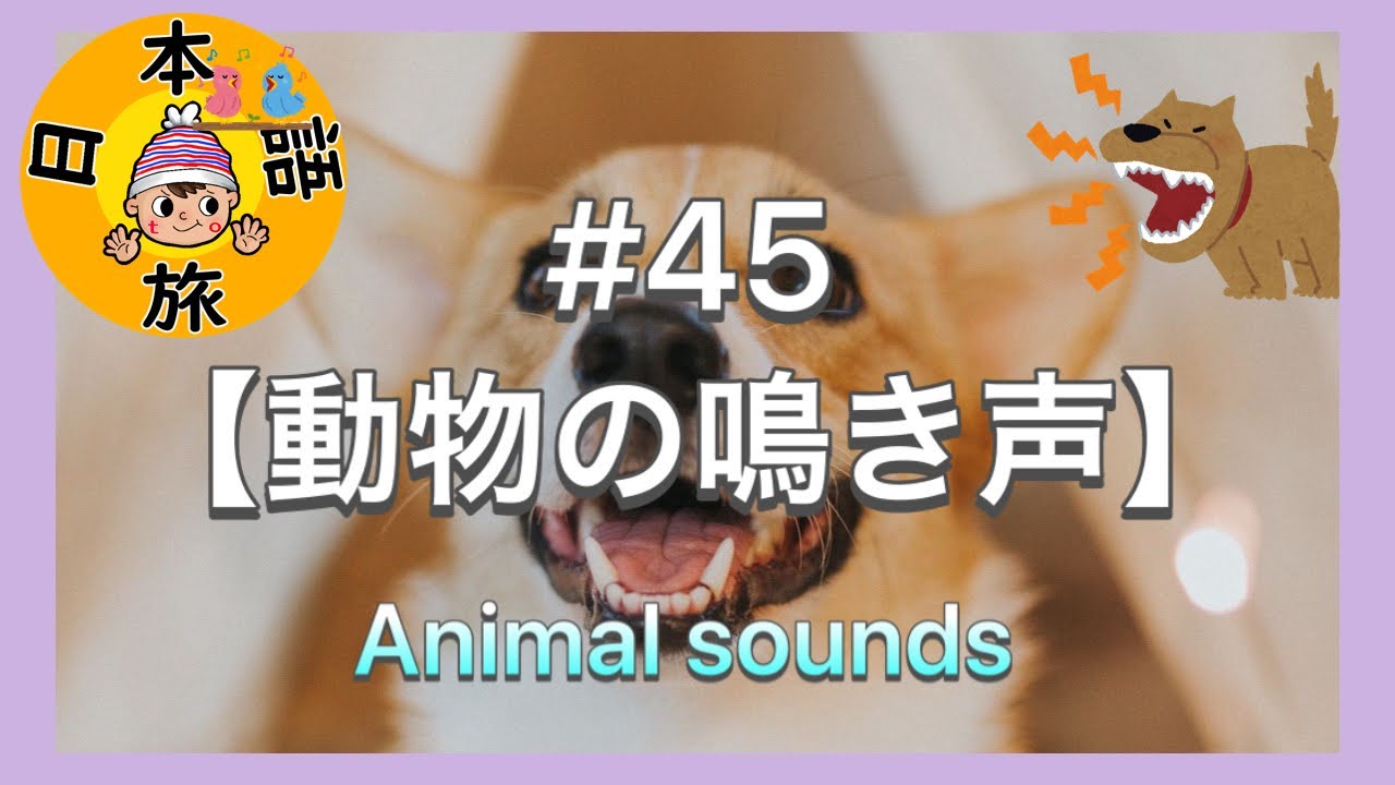 45 動物の鳴き声 オノマトペ Let S Learn Japanese Animal Sounds Youtube 45 動物の鳴き声 オノマトペ Let S Learn Japanese Animal Sounds Youtube