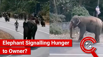FACT CHECK: Viral Video Shows Elephant Using Sign Language to Communicate with Owner?
