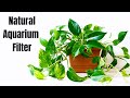 Maximizing Aquarium Health and Aesthetics with Pothos Plant