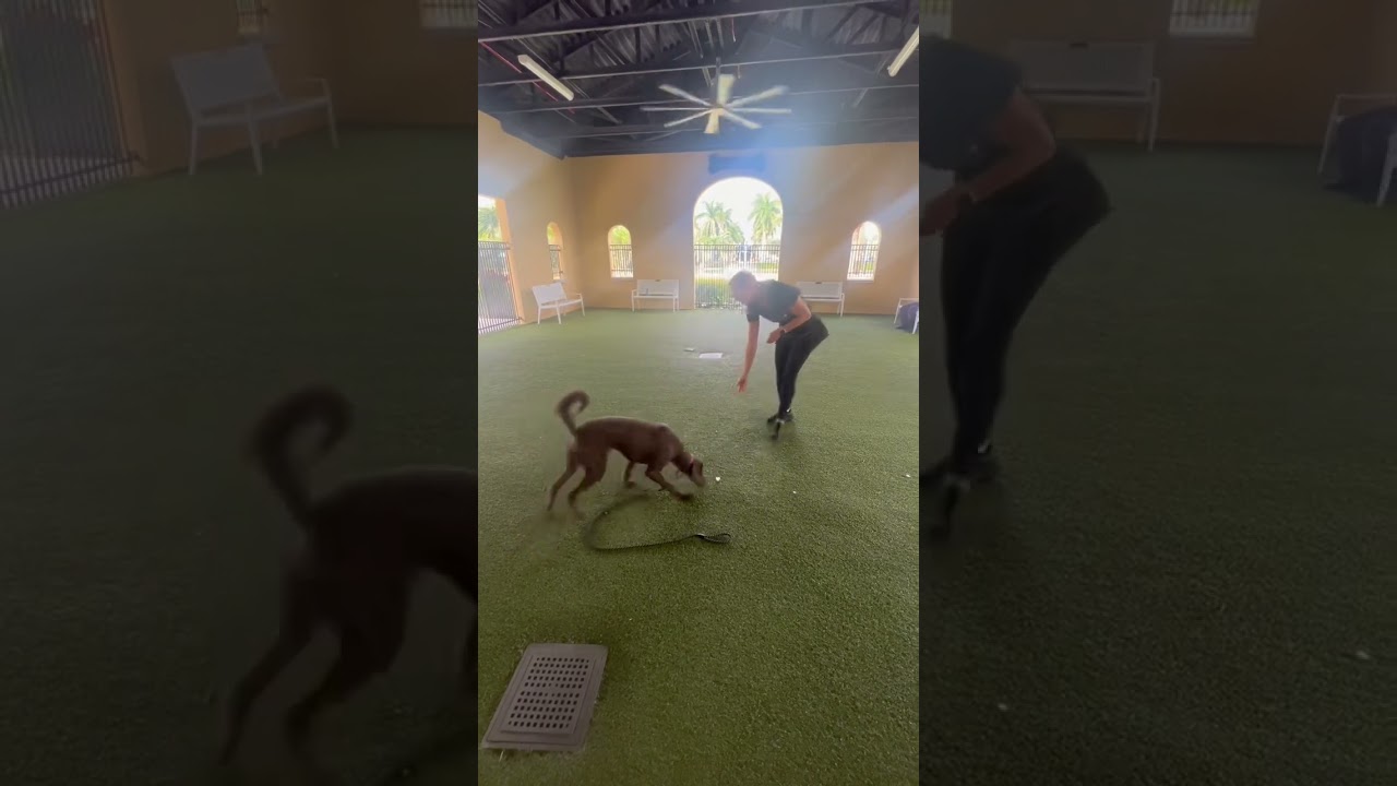 What to do if your dog is not "listening" 