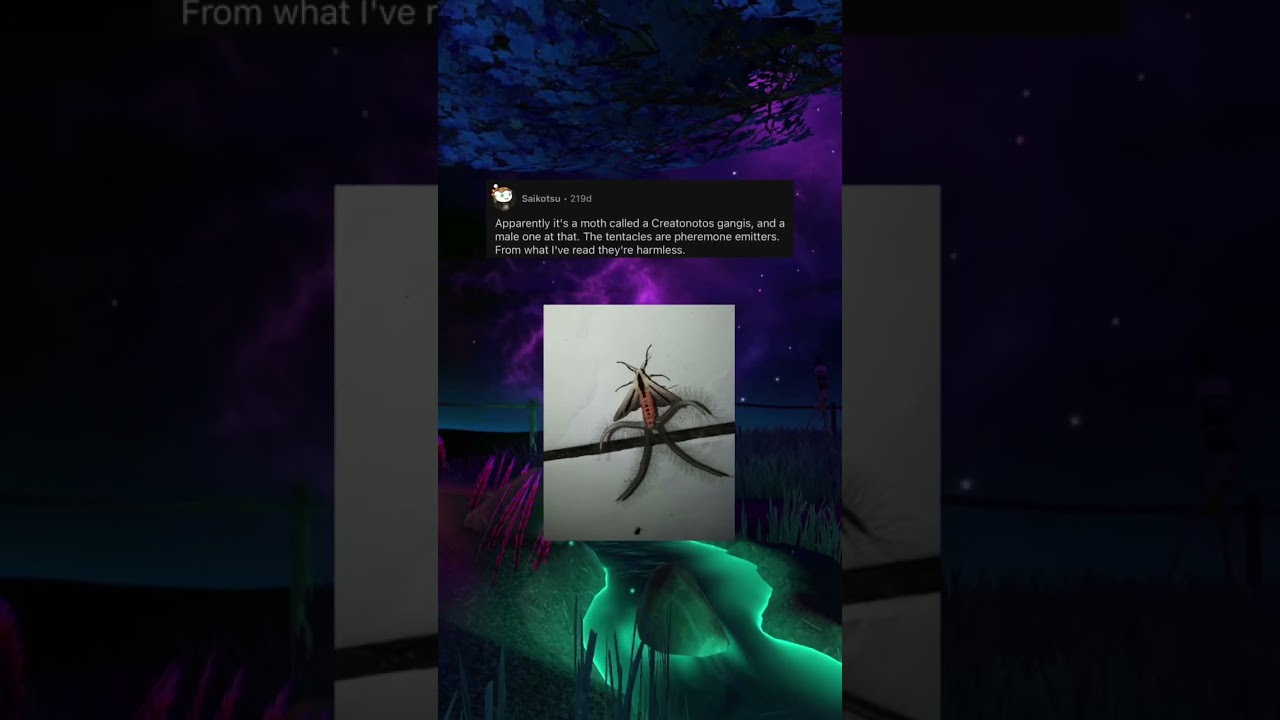 Bizarre looking moth with “tentacles” 