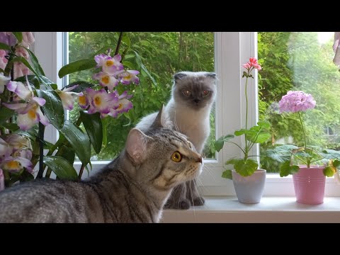 Цветы - коты на выпасе))))