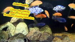 Feeding Tropical Fish.avi