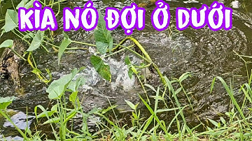 Kéo phao liên tục giật câu không kịp với con này # hunting and fishing videos # Ngày Mới 5239