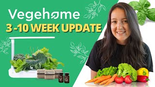 VEGEHOME Hydroponic Garden | 3 Week + 10 Week Growth Update | Indoor Garden Pros And Cons