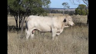 LOT 39 ANC P222F