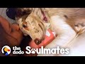 Dog Stares Adoringly At Her Mom All Day Long | The Dodo Soulmates