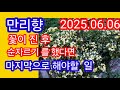 만리향 순자르기 후 해야할 일 만리향 순자르기 후 해야할 일