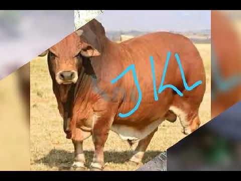 Sarich Joseph In Kwokwo Radio