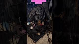 Rottweiler Growling Has His Daughter Pinned In The Cage!!