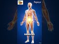 What Happens When You Eat Papaya? (3D Human Body Animation Inside Stomach) #3danatomy #humanbody