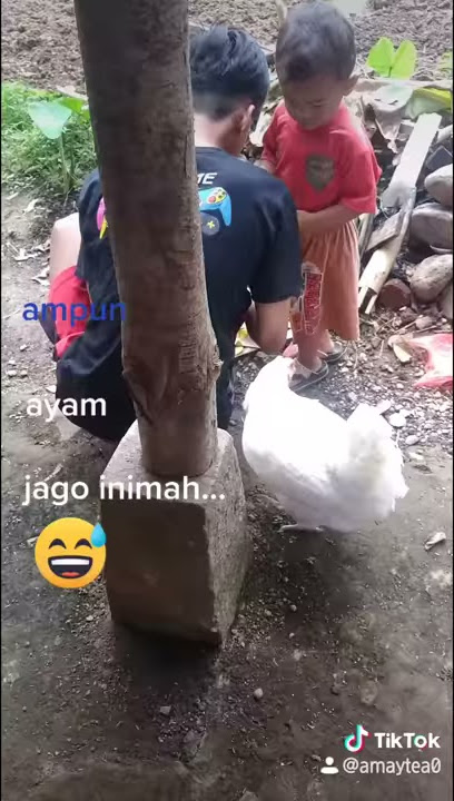 tiktok takuy ayam