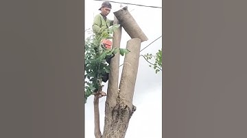 big tree feeling skills technique #shortvideo #treecutting #chainsawman