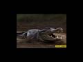 Mafia song on Ai video #shorts #ytshorts #viralvideo #video #shortvideos#ytshorts#ai #crocodile#cat