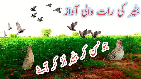 Batair ki awaz Raat keliye , Bater ki awaaz 2024| Batair ka shikar, Quail Hunting , Bird quail