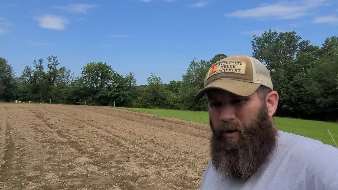 Planting Sweet Potatoes, so easy anyone can do it.