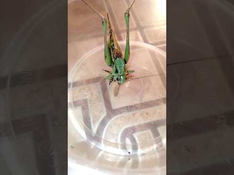 Кузнечик серый охотится на ктыря. Decticus verrucivorus.