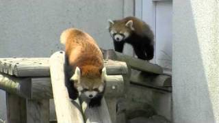円山動物園のレッサーパンダたち〜Red Panda