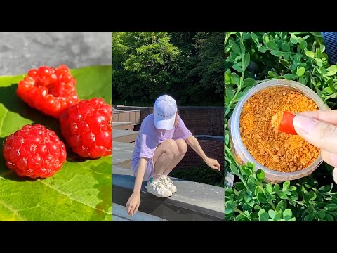 Video Sân trường đại học Hàn Quốc có trồng cả trái cây Việt... - YouTube