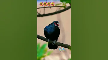 Koyal Voice 