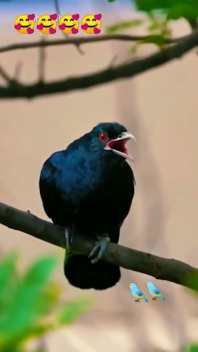 koyal voice🥰🥰