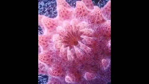 🤩 КАК ДЫШИТ МОРСКАЯ ЗВЕЗДА!🤩