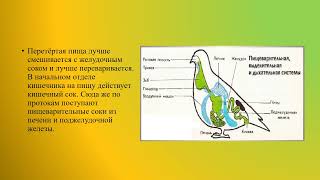 Особенности Внутреннего Строения Птиц Биология 8 Кл