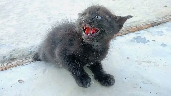 Watch the video about Funny Cat Videos / Kitten Reaction to Puppies / Funny Kitten Videos