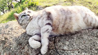 陸にあがったアザラシ！？池のほとりでお腹を放り出すサバシロ猫