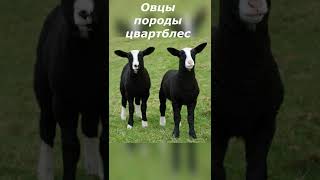 А вы слышали о таких овцах?/ Овцы породы Цвартблес.