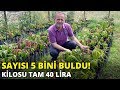 Sayısı 5 bini buldu! Kilosu tam 40 lira