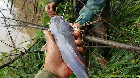 lần đầu tiên đi câu sông ea hleo và cái kết l lam niê vlogs