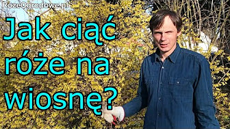 Cięcie róż