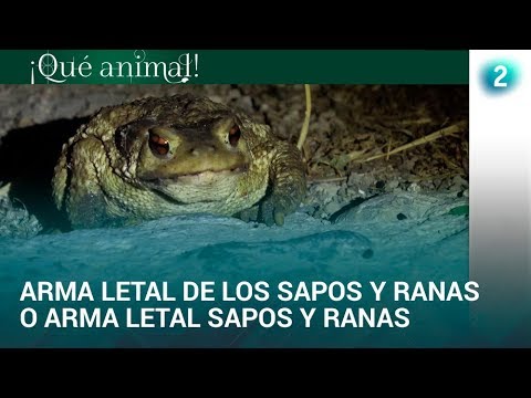 Video: Enfermedad común en ranas hombre pac