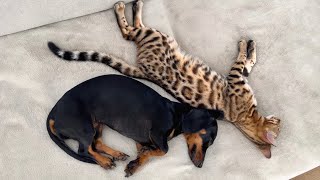 Family Diary| Bengal &amp; Dachshund are sleeping together.