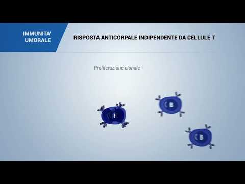 Video: Differenza Tra Antigeni Dipendenti Dalle Cellule T E Indipendenti