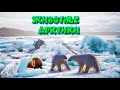 ЖИВОТНЫЕ АРКТИКИ / ANIMALS OF THE ARCTIC