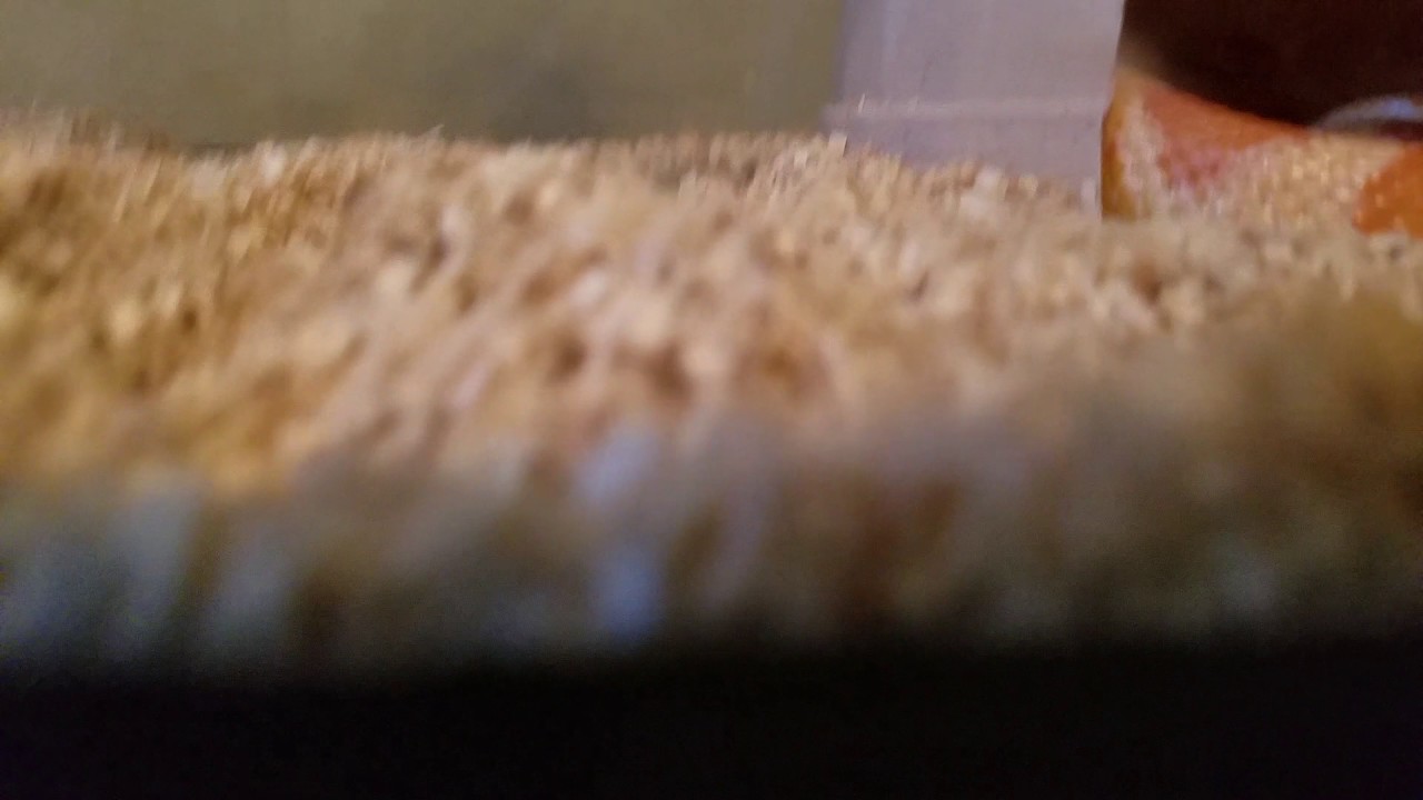 camera iphone 8 plus apk Ball python and corn snakes video