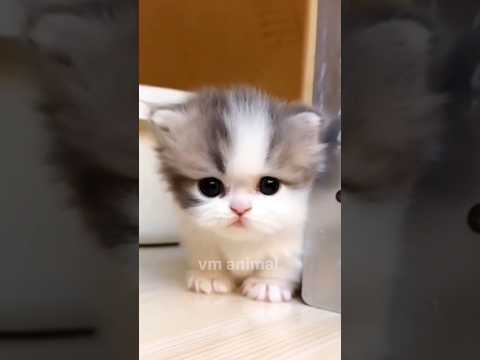 cute and funny kitten's 👀💙💝🫰