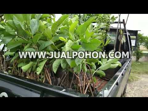 Segera Pesan Bibit Jambu Kristal, Jaminan Sukses Tanam! (Proses Kirim)