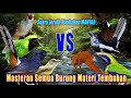 Masteran FULL Tembakan Suara Jernih dengan Jeda | Ocehan Burung Masteran Jamin Josss Untuk Isian