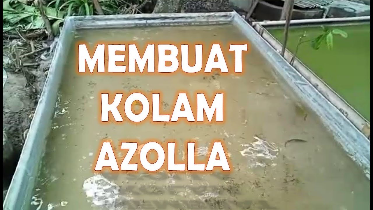 CARA MEMBUAT KOLAM AZOLLA YANG MURAH DAN PRAKTIS