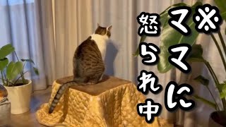 イタズラしてママに問い詰められてるのに全然こっち見ない猫