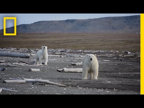 Animals Thrive on Pristine Russian Island | National Geographic