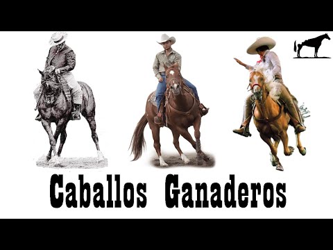 Video: ¿Cuáles son las razas de caballos más atrevidas?